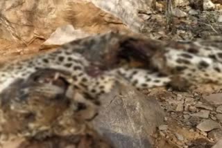 Panther body in Ranthambore National Park, Panther death in Ranthambore National Park