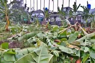 banana trees