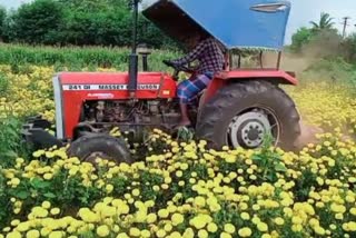 farmer destroyed his crop in Kolar