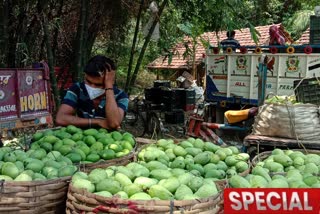 mango price affected due to pandemic farmers to traders are in trouble