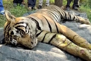 Tigress found dead in Panna reserve  4th tiger reported died in 10 days  4 tigers died in 10 days  Tiger death news  Tiger news  Panna Tiger Reserve  Madhya Pradesh  മധ്യപ്രദേശിലെ പന്ന റിസർവിൽ കടുവയെ മരിച്ച നിലയിൽ കണ്ടെത്തി  മധ്യപ്രദേശ്  പന്ന ടൈഗർ റിസർവ്  ദേശീയ കടുവ സംരക്ഷണ അതോറിറ്റി  വനംവകുപ്പ്