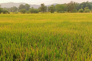 भात कापणीला पावसाचे विघ्न