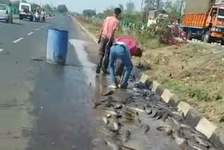 Truck full of fish overturned