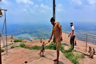 lockdown-effect-locals-gave-food-for-hungry-monkeys-in-shivagange