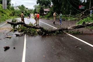 ഇരിട്ടി അന്തർ സംസ്ഥാനപാതയില്‍ മരത്തിന്റെ ശിഖരം പൊട്ടിവീണു  A tree branch broke on the Irutty Interstate Highway  അന്തർ സംസ്ഥാനപാതയിലേക്ക് മരത്തിന്റെ വലിയ ശിഖരം പൊട്ടിവീണു  A large branch of a tree fell on the interstate highway  ഇരിട്ടി അഗ്നിരക്ഷാ സേന എത്തി മരക്കമ്പുകൾ നീക്കം ചെയ്തതു  The Irtysh fire brigade arrived and removed the logs