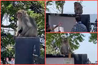 Watch: Monkey blackmails seeking food from visitors