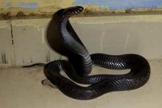 Black cobra captured in Tonk