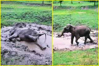 Baby elephant rescued from mud