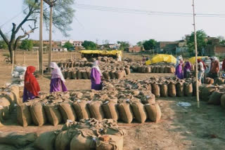 Women engaged in wheat procurement