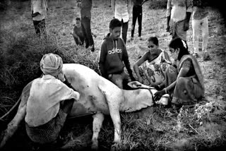 cow died due to electric shock