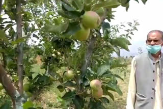 Apple Horticulture in Sirmaur, सिरमौर में सेब की बागवानी