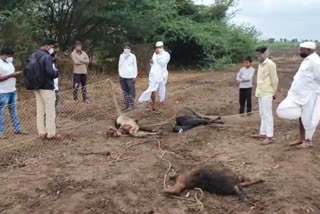 leopard attack sheep in devkarwadi