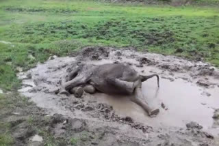 Baby elephant rescued from mud  കര്‍ണാടകയില്‍ ചെളിയിൽ അകപ്പെട്ട കുട്ടിയാനയെ രക്ഷപ്പെടുത്തി വനംവകുപ്പ്  Baby elephant rescued from mud from Bandipur  bandipur tiger reserve and national park  കര്‍ണാടകയിലെ ബന്ദിപ്പൂർ കടുവ സംരക്ഷണ കേന്ദ്രത്തിലെ മീനകട്ട തടാകത്തിലെ ഹെഡിയാല സെക്ഷന് സമീപമാണ് സംഭവം  വനംവകുപ്പ് ഉദ്യോഗസ്ഥർ ജെ.സി.ബിയുടെ സഹായത്തോടെയാണ് രക്ഷാപ്രവര്‍ത്തനം നടത്തിയത്.