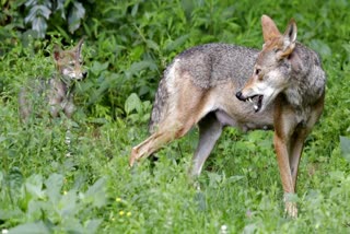 fox bite Kozhikode nadapuram  Two people were bitten by a fox in Thuneri  കുറുക്കൻ  ആശുപത്രി  Hospital  fox