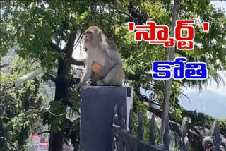 Monkey blackmails seeking food from visitors