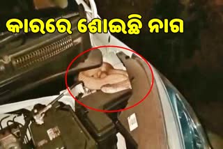 snake rescue in car bunete