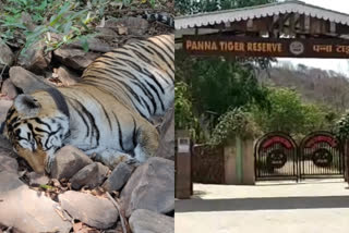 Tigress died in Panna Tiger Reserve, feared to be corona infected