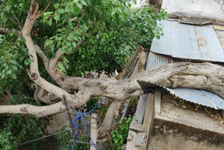 tree fell on a house in Ajmer, घर पर गिरा पीपल का पेड़