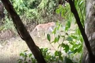 tiger-spotted-in-a-village-of-golaghat