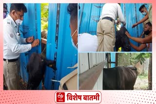 cow was rescued by the police in, kolhapur