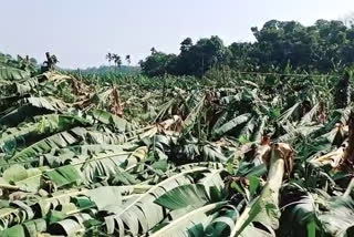 Damage to crops in Wayanad due to wind and rain  കാറ്റിലും മഴയിലും വയനാട്ടില്‍ വന്‍ കൃഷിനാശം  വന്‍ കൃഷിനാശം  വയനാട് ജില്ല നാശനഷ്ടം  Wayanad related news  Wayanad news