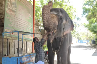 corona_prevention measures _to_temple_elephant_