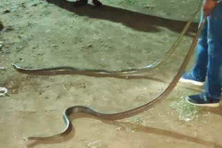 Snake expert caught snakes