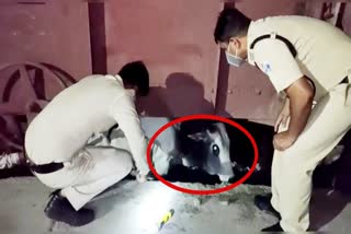 Cow of rescue