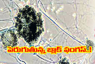 rasing black fungus cases in guntur district