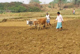 Farmers did not get the value of paddy in dumka