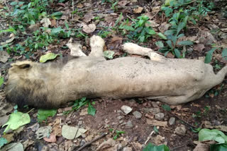 Neyyar Dam Lion Safari Park  Gir National Park  A lion from Gir National Park has died at the Neyyar Dam Lion Safari Park  lion died  നെയ്യാർ ഡാം ലയണ്‍ സഫാരി പാർക്ക്  ഗിര്‍വനം  സിംഹം ചത്തു