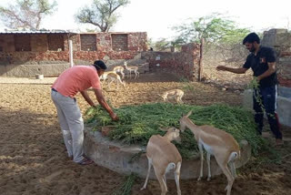 नागौर में जीव प्रेमियों ने बनवाए पेयजल प्वाइंट, Creature lovers make drinking water points in Nagaur
