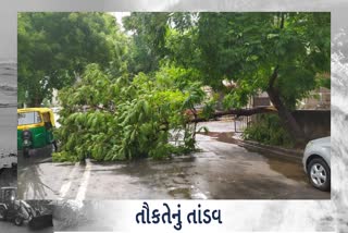 tree falling in Ahmedabad