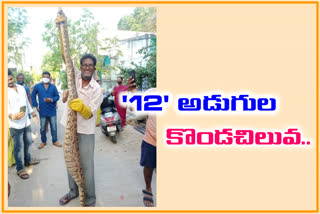 big python found in jeevakoana