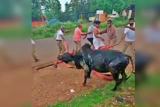 ndrf-team-rescued-cattle-in-sagara