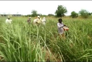 Pre-monsoon farming has started in Paithan taluka