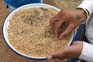 Sand in wheat