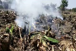 Banana crop burnt Deshattiwar Khairgaon