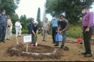 Governor Anandiben Patel planted 80 sandalwood plants