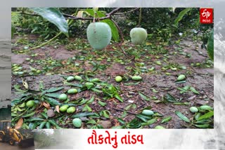 મોટાભાગના આંબાવાડીઓમાં જોવા મળ્યો વિનાશ