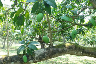 Malda's mango farmers