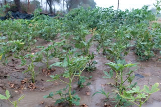 तौकते तूफान ने फसलों को दिया जीवनदान, Torrential rain in Bhilwara due to tauktae storm