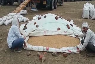 Farmers lost wheat in rain