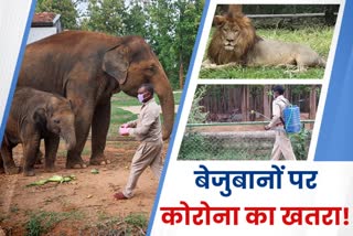 special-care-being-taken-of-animals-in-birsa-munda-biological-park-in-ranchi