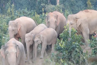 elephants in sarguja