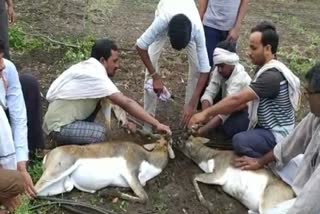 Antelope Survive Khandala Wildlife Department