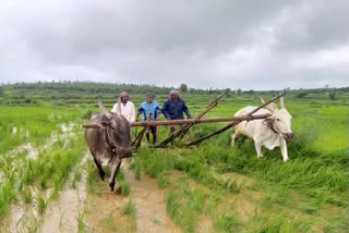 ଚାଷୀଙ୍କ ପାଇଁ ଖୁସିଖବର, ବଢିଲା ଫର୍ଟିଲାଇଜର ସବସିଡି