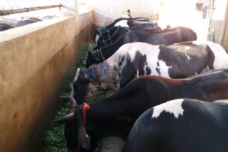 lockdown-impact-on-dairy-industry-in-durg