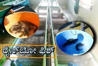 ರೈನ್​ಬೋ ಫಿಶ್​ ಸಾಕಣೆ ಕೇಂದ್ರ