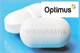 molnupiravir, optimus pharma